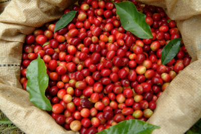 Coffee Traders